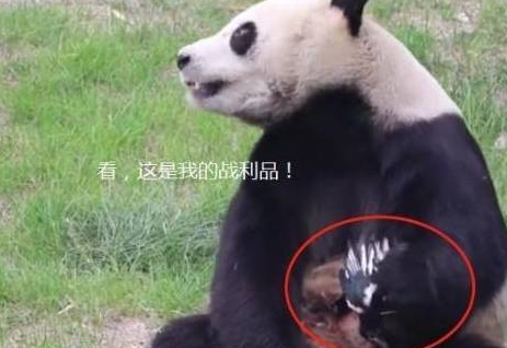 熊团子徒手抓鸟，听到奶爸的吼声后立马歇菜，网友：功夫熊猫！(图2)