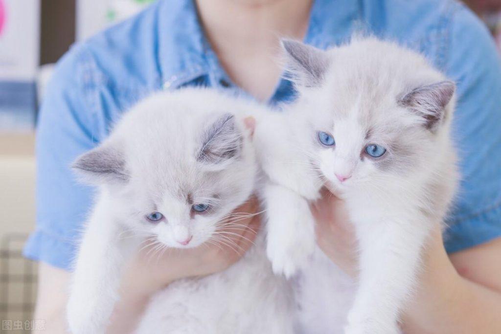 正常国内猫咪售价是多少钱呢？常见品种猫咪价格(图2)