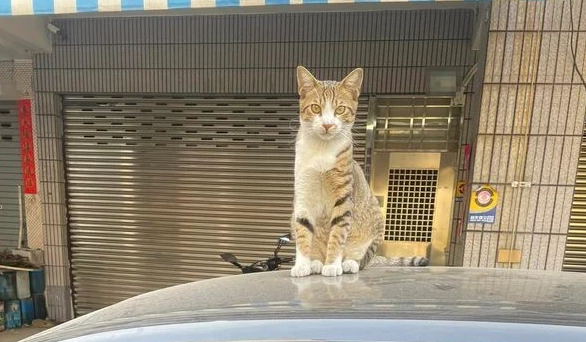 猫咪强搭顺风车,跳上车头不走(图2)