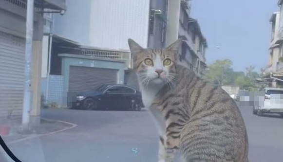 猫咪强搭顺风车,跳上车头不走(图1)