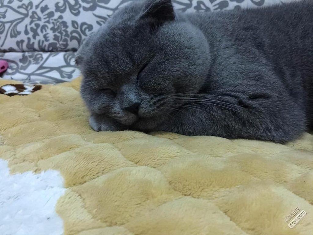 英短蓝猫多少钱一只？英短蓝猫价格高低不定(图2)