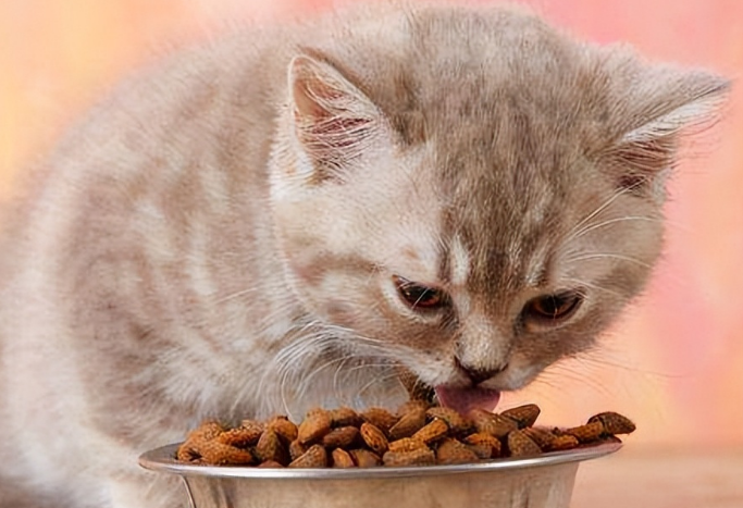 小猫吃什么不掉毛？来了解下吧(图1)