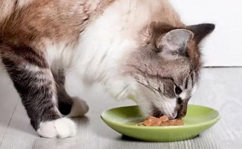 小猫吃什么不掉毛？来了解下吧(图2)