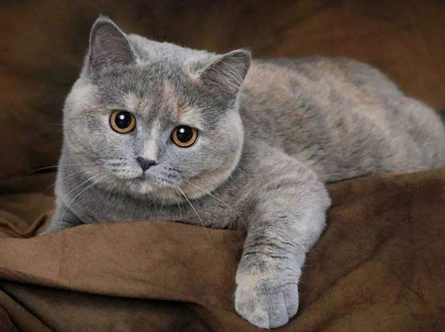 英短猫和美短猫哪个好？差别真的很大！(图2)