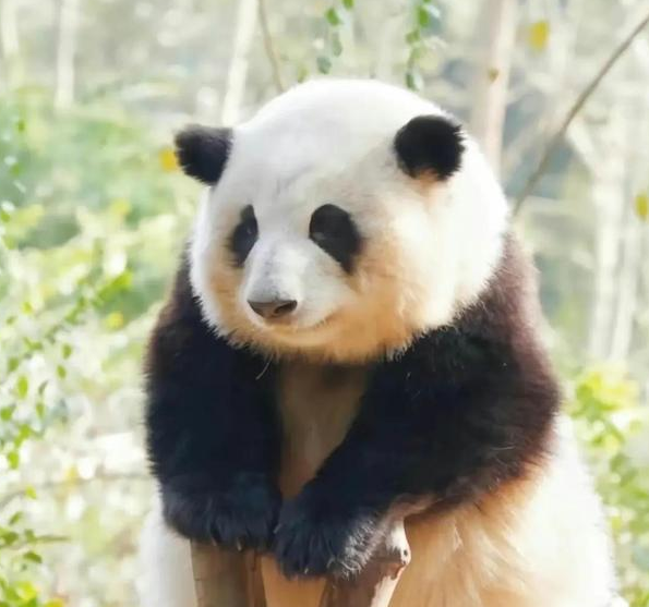 熊猫圈顶流“女明星”花花，一出场简直萌翻众人！(图1)