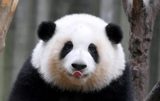 熊猫圈顶流“女明星”花花，一出场简直萌翻众人！(图2)