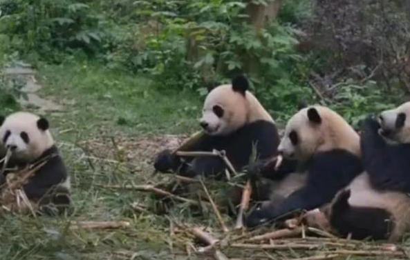 熊猫圈顶流“女明星”花花，一出场简直萌翻众人！(图3)
