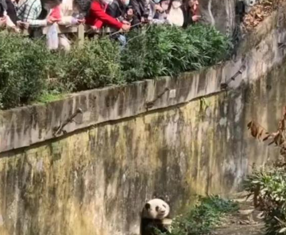 熊猫圈顶流“女明星”花花，一出场简直萌翻众人！(图4)