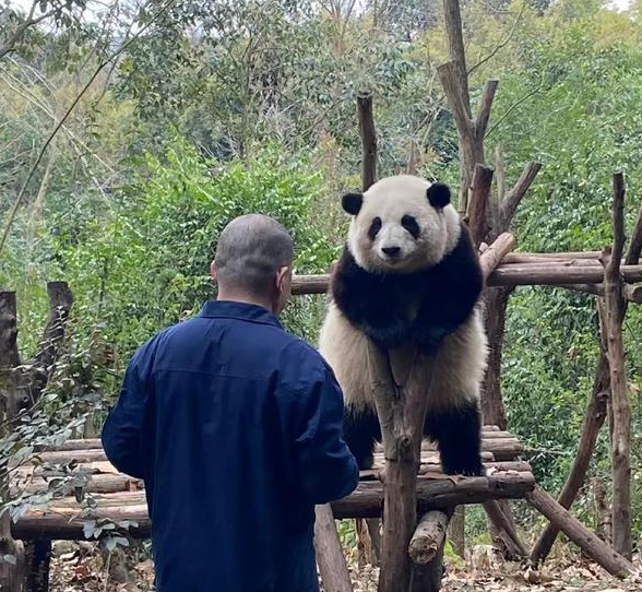 熊猫圈顶流“女明星”花花，一出场简直萌翻众人！(图5)