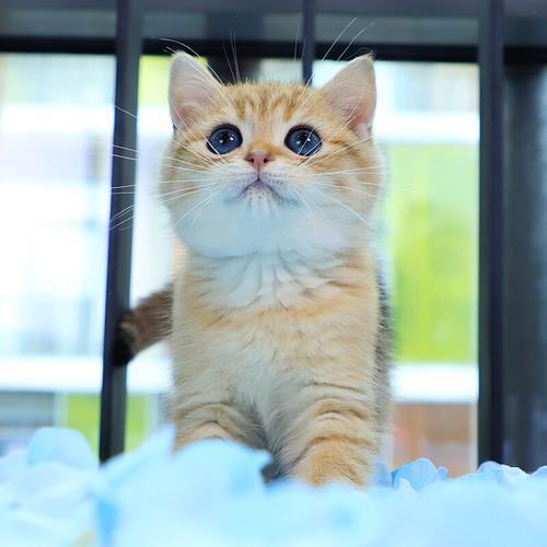 英短猫和美短猫哪个好？差别真的很大！(图8)