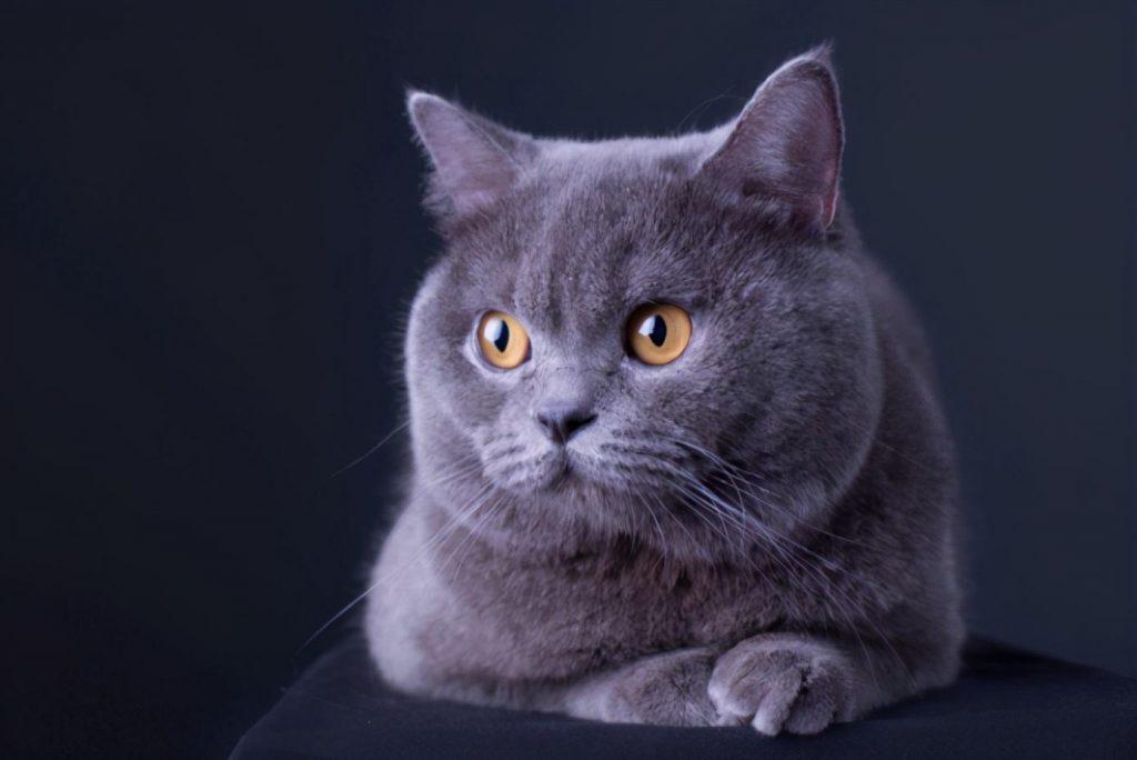 英短猫和美短猫哪个好？差别真的很大！(图10)