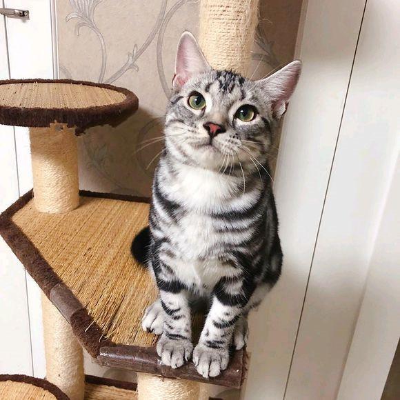 英短猫和美短猫哪个好？差别真的很大！(图11)