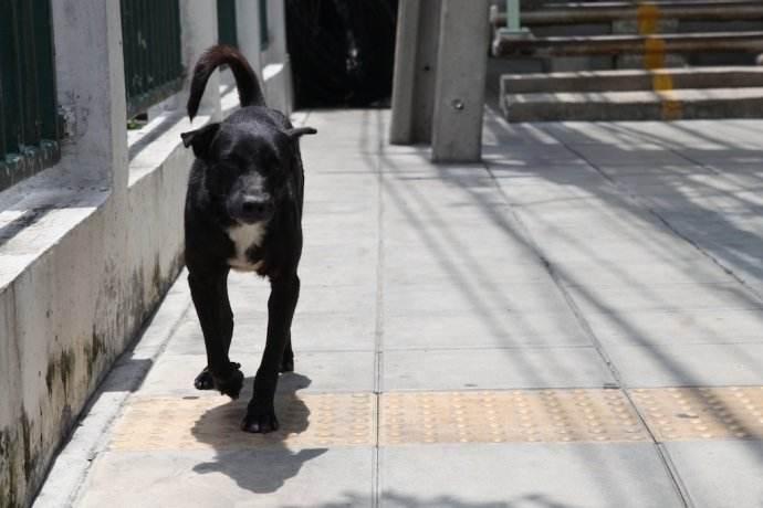 流浪狗见人蹲下后马上跑开，路人用三招吓退狗狗（流浪狗见人就叫怎么办）(图1)