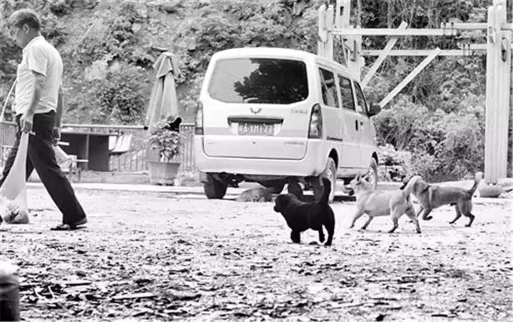 流浪狗见人蹲下后马上跑开，路人用三招吓退狗狗（流浪狗见人就叫怎么办）(图3)