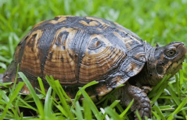 除了猫狗，这些宠物也适合新手养，便宜温顺还省事！(图1)