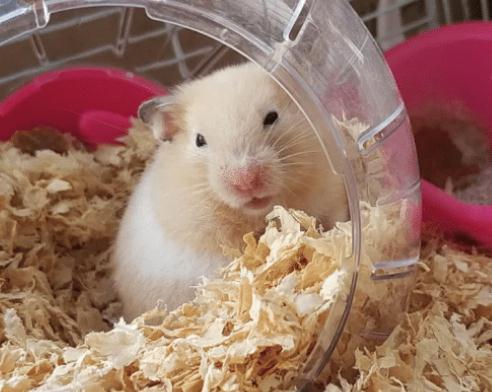 除了猫狗，这些宠物也适合新手养，便宜温顺还省事！(图2)