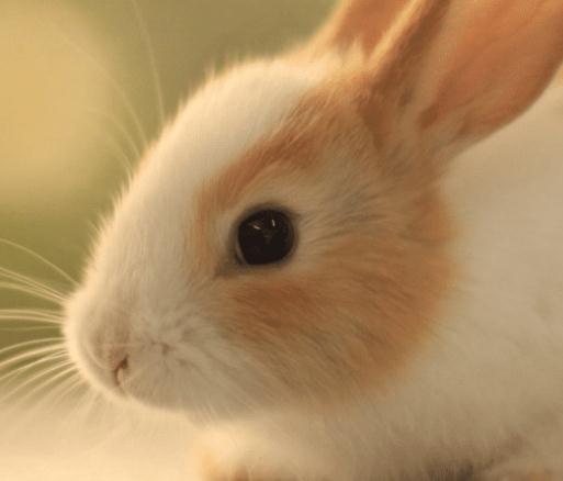 除了猫狗，这些宠物也适合新手养，便宜温顺还省事！(图3)