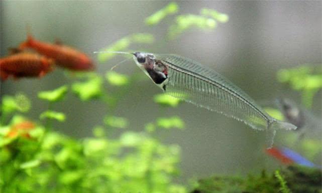 养殖玻璃猫的正确打开方式（养殖玻璃猫的正确打开方式是什么意思）(图1)