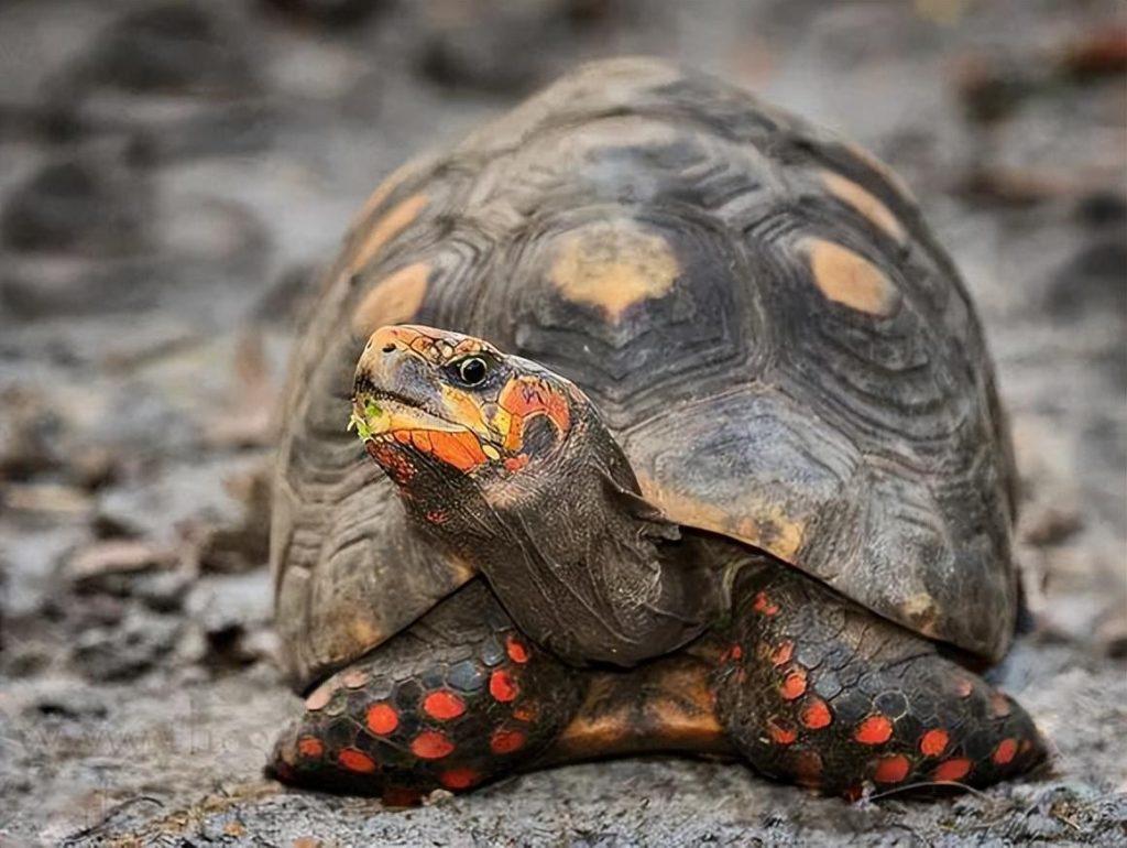 红腿陆龟好养吗？（红腿陆龟常见疾病治疗）(图2)