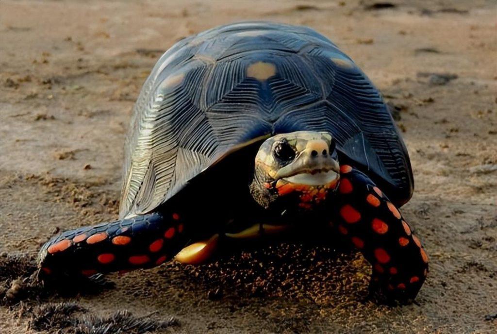 红腿陆龟好养吗？（红腿陆龟常见疾病治疗）(图3)