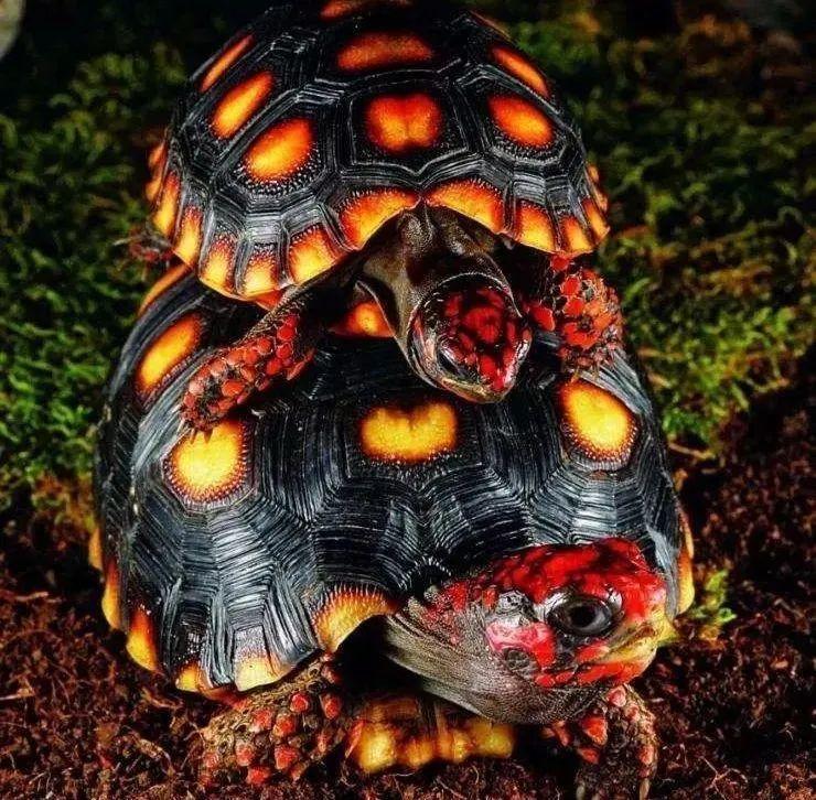 红腿陆龟好养吗？（红腿陆龟常见疾病治疗）(图4)