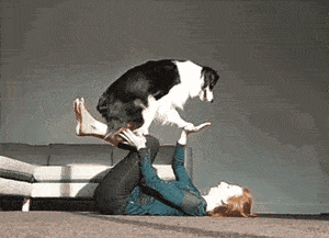 新手第一次“养边牧”不要慌，4招轻松拿捏（第一次养边牧需要注意什么问题）(图2)