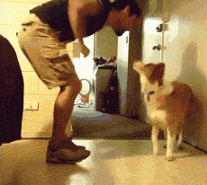 新手第一次“养边牧”不要慌，4招轻松拿捏（第一次养边牧需要注意什么问题）(图6)