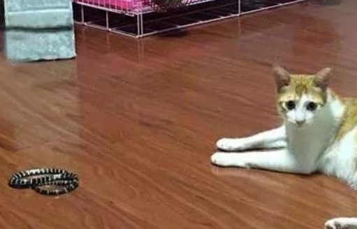 流浪猫制服突然闯入的蛇 现实版猫的报恩(图1)