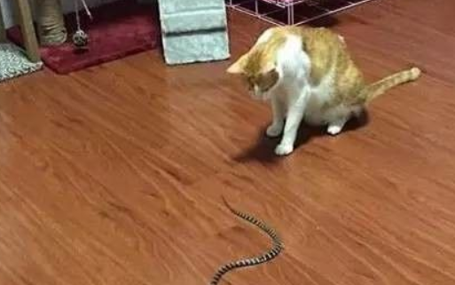 流浪猫制服突然闯入的蛇 现实版猫的报恩(图2)