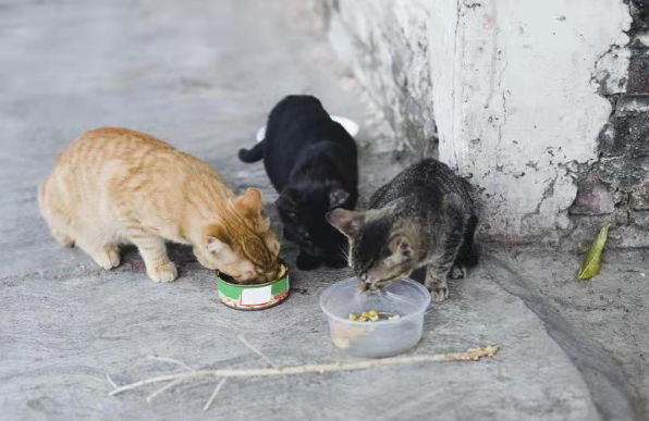 女子被小区里的流浪猫抓伤,将投喂者和物业告上法庭!法院判了(图1)