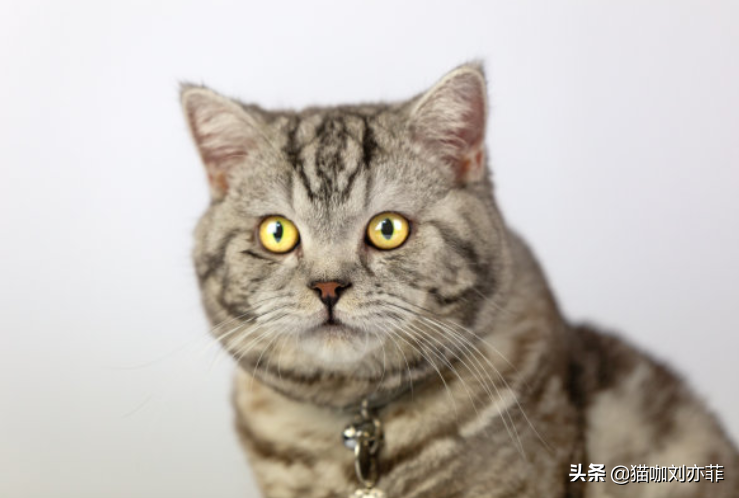 新出生的猫咪怕生怎么办？告诉大家几个解决的方法（刚出生的小猫怕什么）(图2)