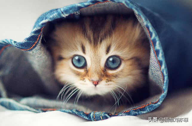 新出生的猫咪怕生怎么办？告诉大家几个解决的方法（刚出生的小猫怕什么）(图3)