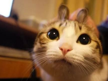 撸猫撸出70万债务？你是集齐这些网红猫了吗？(图1)