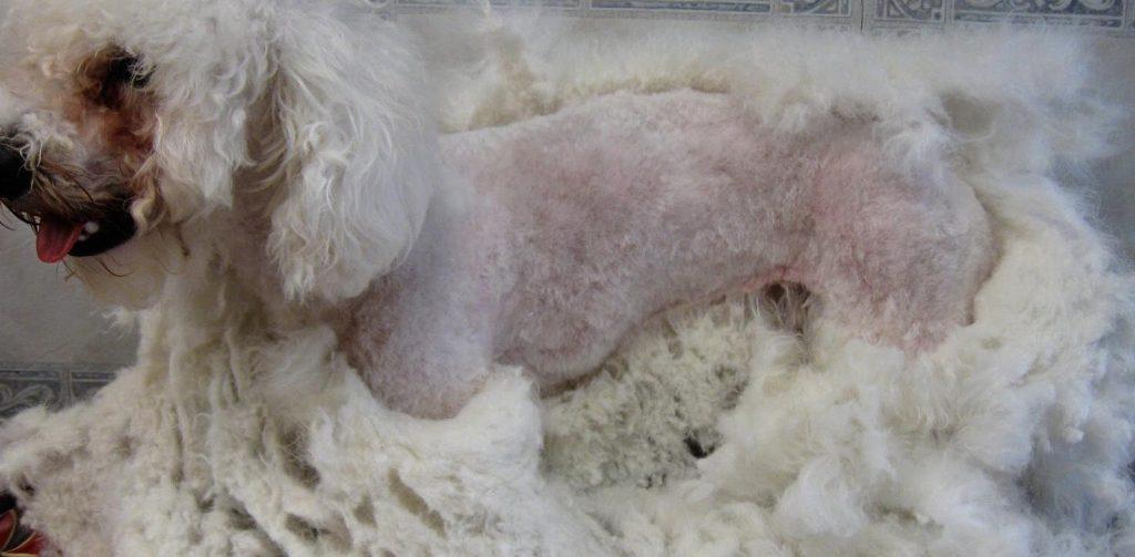 不想狗狗毛发打结?做到这4点,狗狗毛发漂亮又柔顺(狗狗的毛怎么打理好看)(图1)