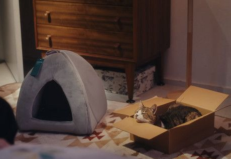 日本Google猫奴系列广告 7种只有内行人才懂的瞬间(图2)