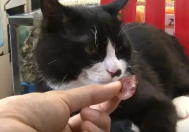 神奇!海鲜市场养的猫,从来不偷吃鱼虾(图3)