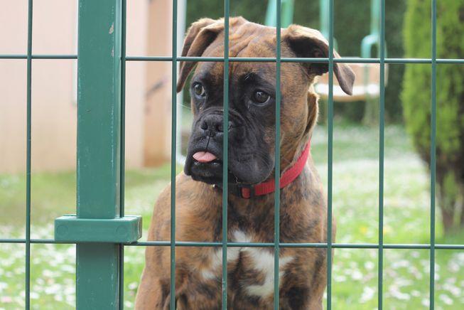 8个小提示，教你如何让领养回来的狗狗，信任新主人（领养的狗怎么养）(图3)