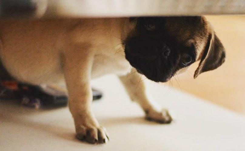 8个小提示，教你如何让领养回来的狗狗，信任新主人（领养的狗怎么养）(图4)