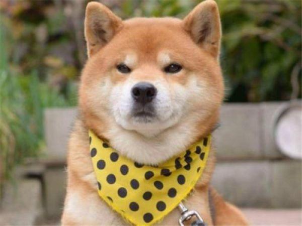 狗狗经常不受控制？用这3个方法轻松解决，让它学会听话（狗狗不听指令是怎么回事）(图1)