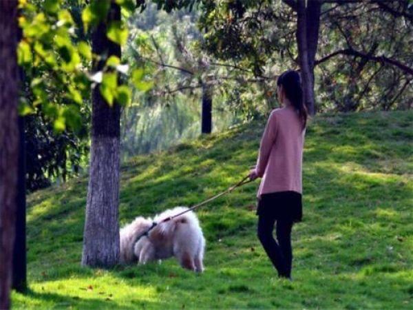 狗狗经常不受控制？用这3个方法轻松解决，让它学会听话（狗狗不听指令是怎么回事）(图2)