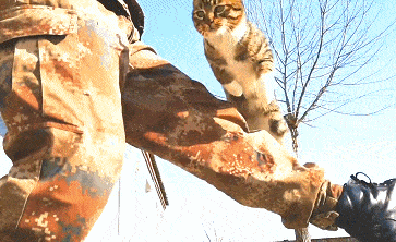 流浪猫升级为“特种猫”，网友：厉害！(图2)