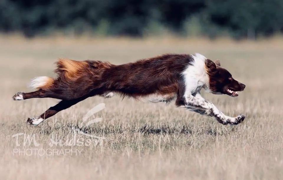 对照图片和诱发原因看看，狗狗是不是真的弓背？（狗狗弓背图片大全高清）(图4)