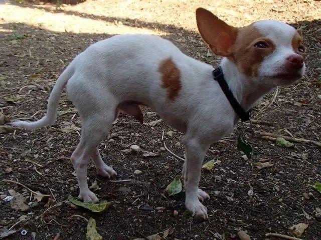 对照图片和诱发原因看看，狗狗是不是真的弓背？（狗狗弓背图片大全高清）(图5)