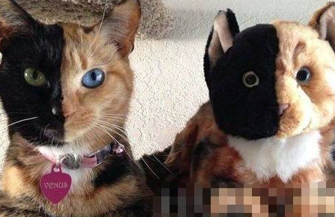 一只长着阴阳脸的猫咪,坐拥百万粉丝,猫生已达巅峰(图2)