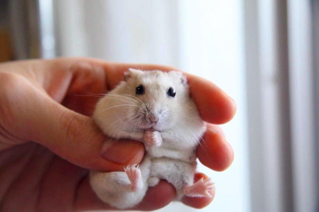 仓鼠太凶没法亲近，其实乖乖躺手也容易，只要明白这几点（仓鼠tenno）(图3)