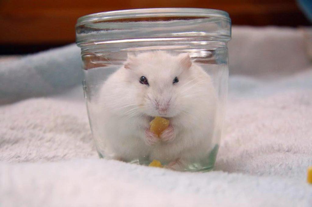 仓鼠太凶没法亲近,其实乖乖躺手也容易,只要明白这几点(仓鼠tenno)(图2)