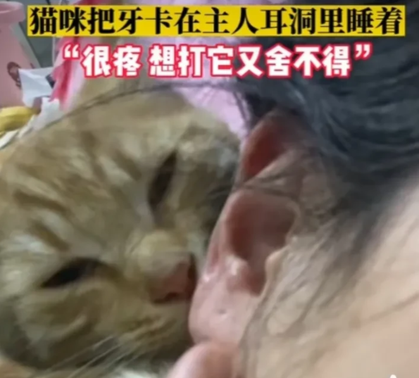 这是真的爱！安徽合肥一女子，家里的小奶猫经常会嘬着她的耳朵玩(图2)