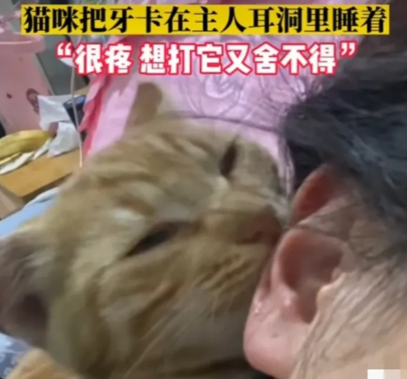 这是真的爱！安徽合肥一女子，家里的小奶猫经常会嘬着她的耳朵玩(图1)