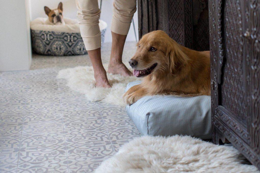 狗狗乱拉，搞得一屋子都是狗尿味？4步清理跟狗尿味说再见（狗狗拉尿很臭怎么解决）(图2)