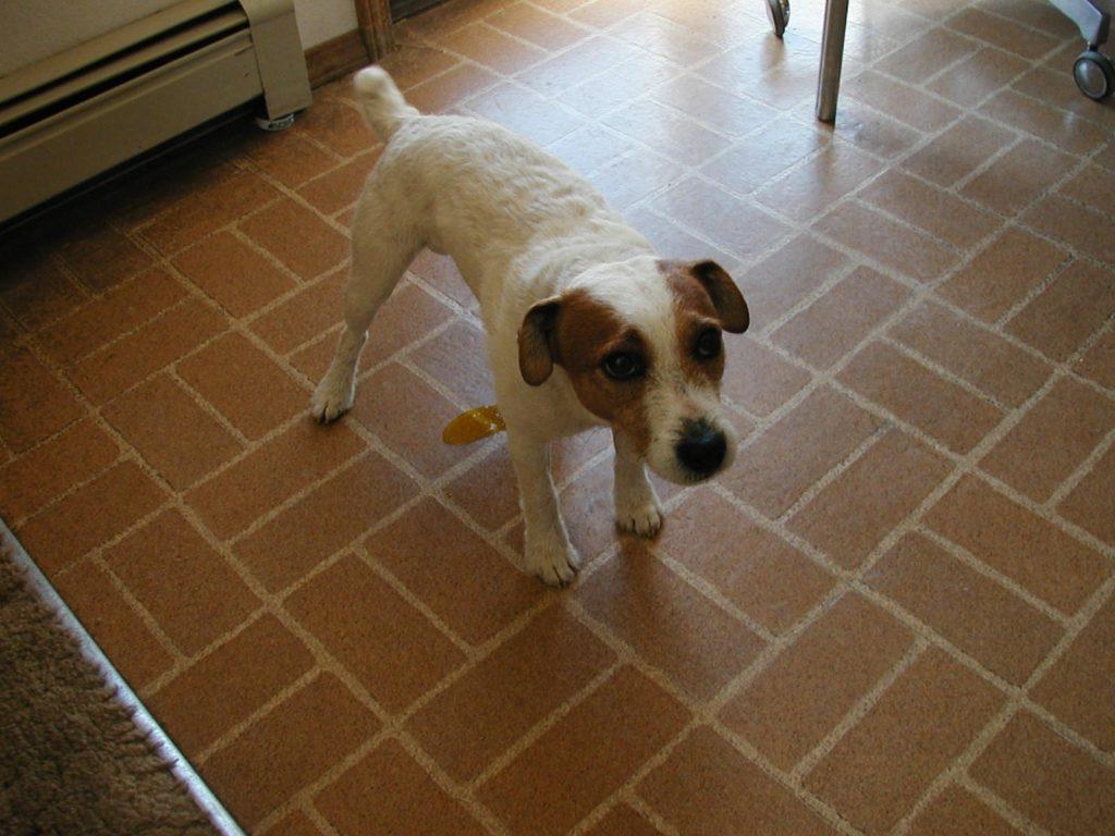 狗狗乱拉,搞得一屋子都是狗尿味?4步清理跟狗尿味说再见(狗狗拉尿很臭怎么解决)(图3)